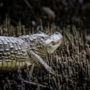A hora y media de Buenaventura se llega a la comunidad negra de Puerto España por el río San Juan, en limites con el Chocó, la CVC liberó 22 tortugas, 2 boas, 7 babillas y 2 cangrejos que hacen parte de los animales silvestres atendidos, rehabilitados y ahora liberados por expertos en fauna