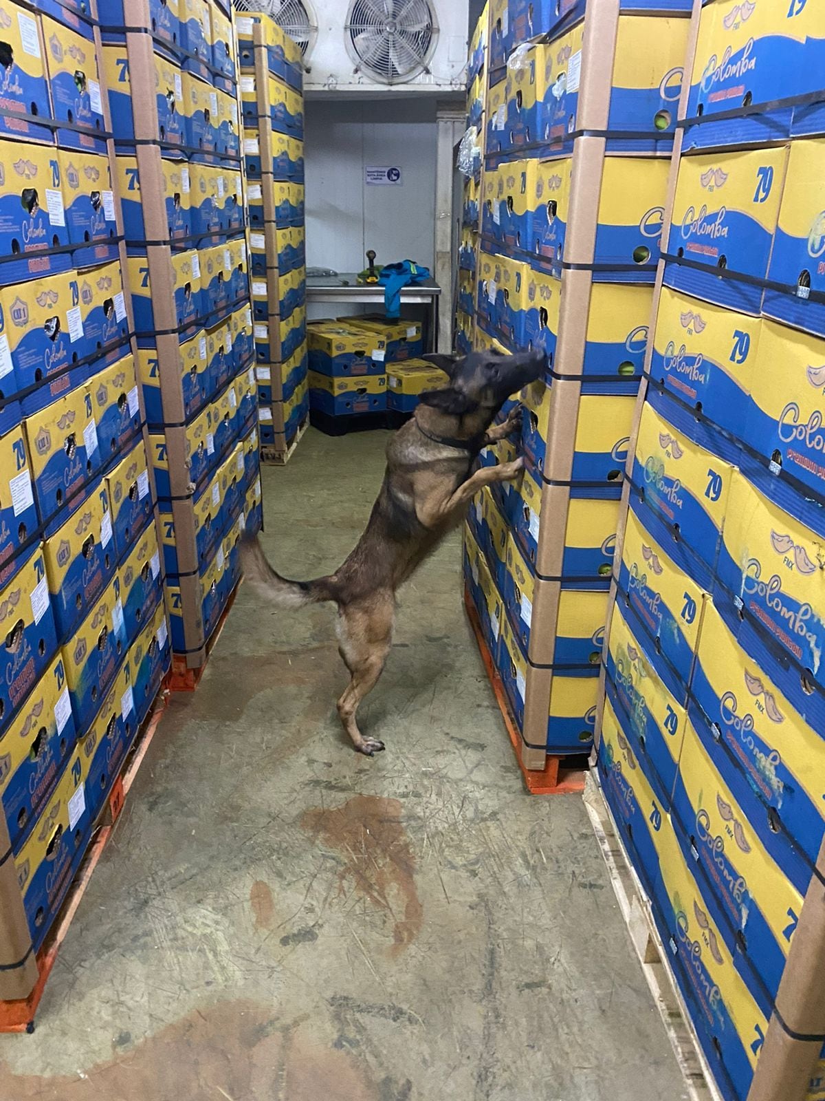 Kenia, era una perra antinarcóticos que fue envenenada por la mafia en la costa caribe.