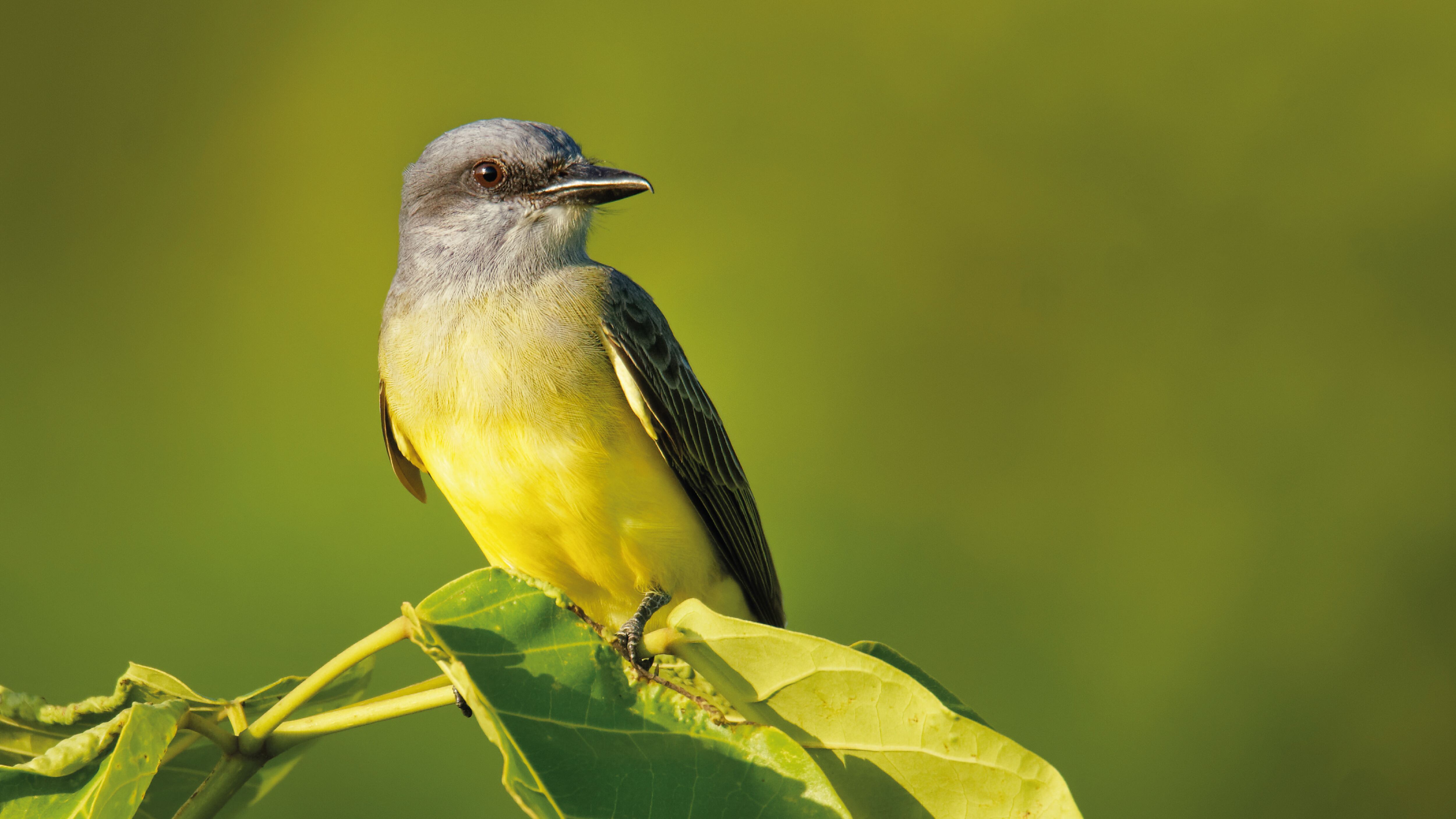 Entre las más de 22 mil hectáreas que Smurfit  Westrock conserva en Colombia, hay una amplia diversidad de aves como el sirirí.