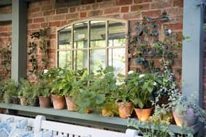 Plantas de Sol para adornar el frente de la casa.