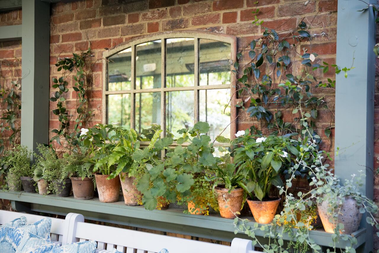 Plantas de Sol para adornar el frente de la casa.