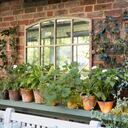 Plantas de Sol para adornar el frente de la casa.