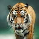 El descubrimiento en el Parque Nacional de Bardiya, Nepal, obliga a los biólogos a replantearse la estructura social y territorial de este icónico felino.