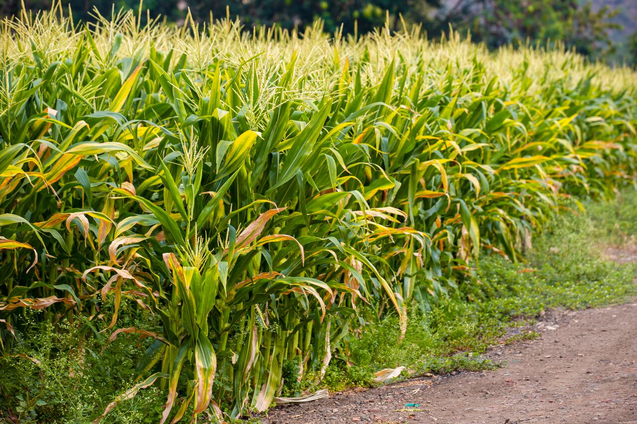 En volumen, las importaciones en diciembre de 2023 aumentaron un 22,2 % con respecto al mismo mes del año anterior.