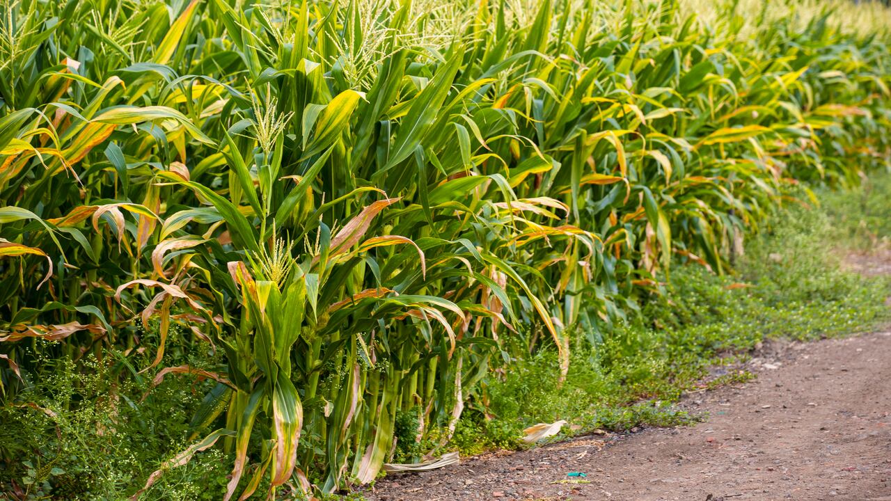 En volumen, las importaciones en diciembre de 2023 aumentaron un 22,2 % con respecto al mismo mes del año anterior.