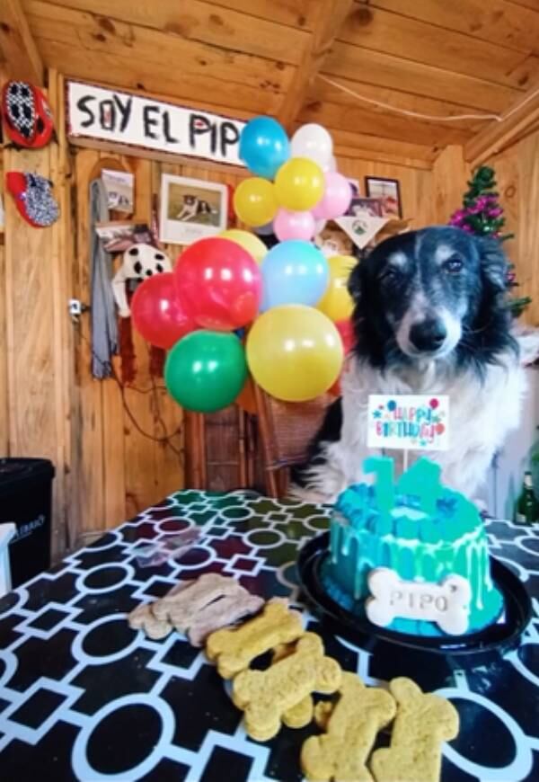 La mascota fue homenajeada por su dueño.