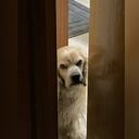 La dueña de este perro lo volvió viral con un hilo en Twiiter de sus fotografías en las que hace diferentes gestos. Foto: Twitter @lizzmtz04.