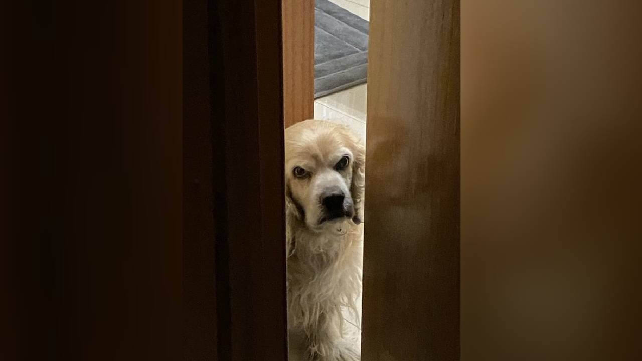 La dueña de este perro lo volvió viral con un hilo en Twiiter de sus fotografías en las que hace diferentes gestos. Foto: Twitter @lizzmtz04.