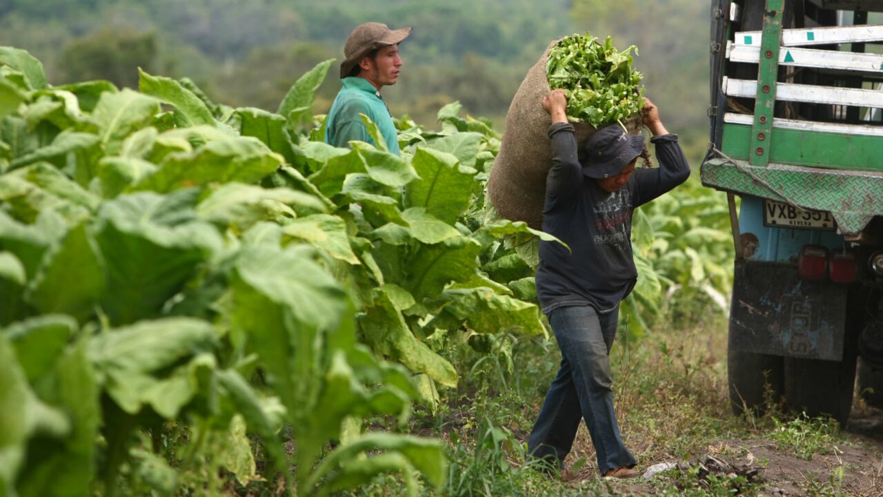 En Santander más de 6.000 familias que viven del cultivo del tabaco.