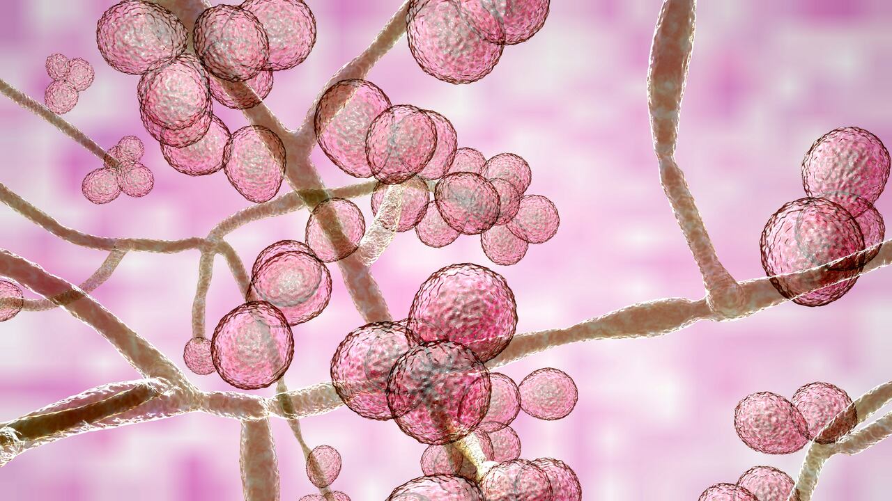 Candida auris fungi, emerging multidrug resistant fungus, 3D illustration
