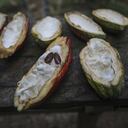 ARAUQUITA, COLOMBIA - DECEMBER 07: The harvested cacao fruits are cracked and peeled and then the seeds are sent for the fermentation process at Finca Villa Gaby in Arauquita, Arauca, Colombia on December 07, 2021. At the eastern plains of the department of Arauca, only separated from Venezuela by the rough waters of the river of the same name, cocoa producers knew how to make themselves respected by the guerrillas -or at least stay on the sidelines-, survive the damage caused by oil. More than 6,500 families live on cocoa in Arauca. After the signing of peace with the FARC, five years ago, more than 3,500 hectares were eradicated of crops and Arauquita was one of the first municipalities to be declared free of these crops. Many farms started to have cocoa and little by little the crops went from the 7,000 hectares of the sweet fruit in the 2000s to the 18,000 that there are today, of which they produce over 12,000 tons of cocoa per year. (Photo by Juancho Torres/Anadolu Agency via Getty Images)