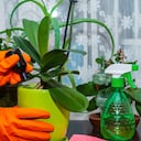 La fertilización es uno de los cuidados que puede contribuir al buen desarrollo de las orquídeas.