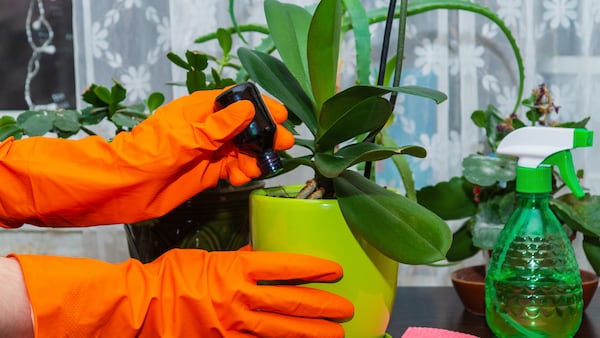 La fertilización es uno de los cuidados que puede contribuir al buen desarrollo de las orquídeas.