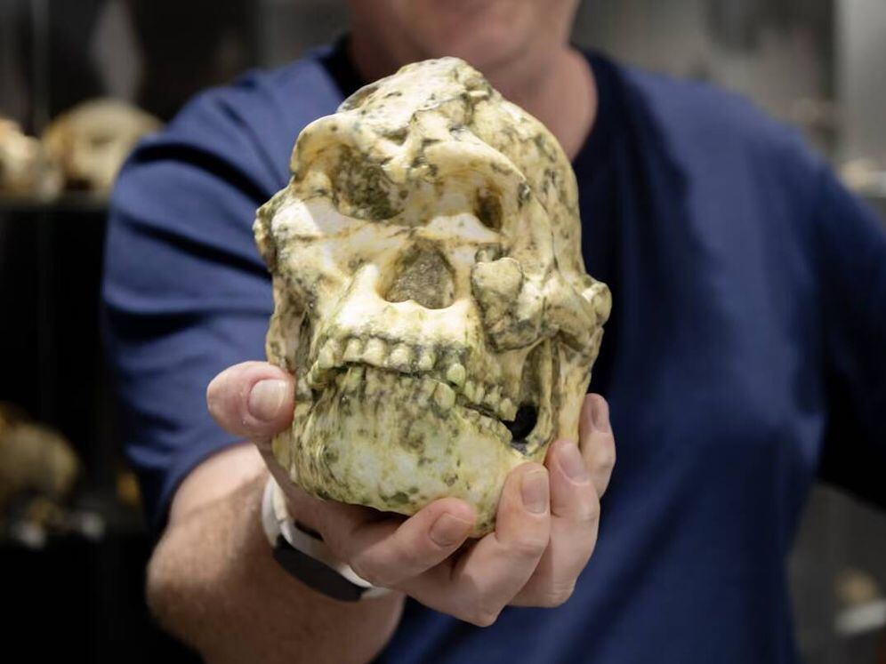 Ronald Clarke defendió durante años que el fósil pertenecía a Australopithecus prometheus.