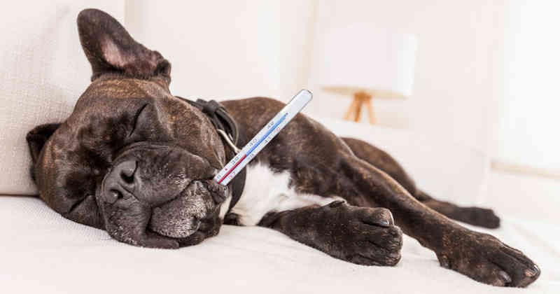 La vacunación es necesaria para cuidar la salud de los perros. 