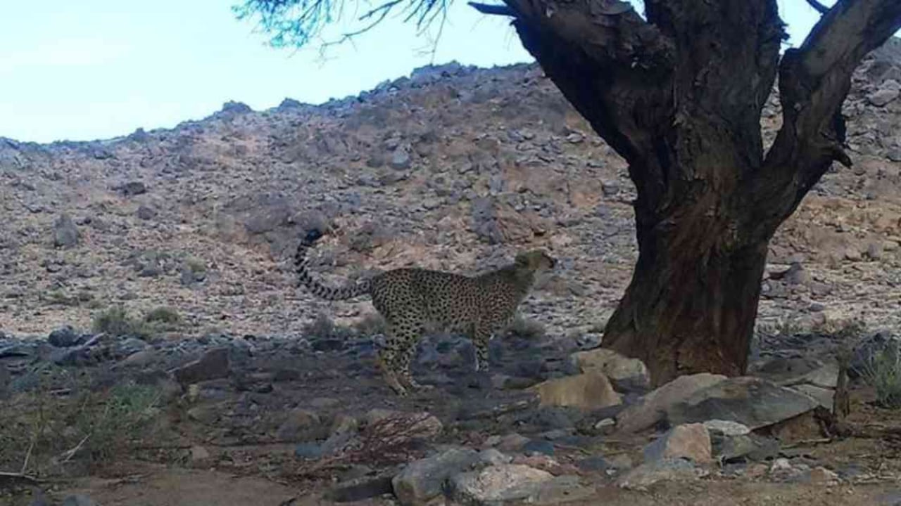 Este felino único del noreste de África no había sido registrado en más de una década. Foto: Parque Cultural Ahaggar.
