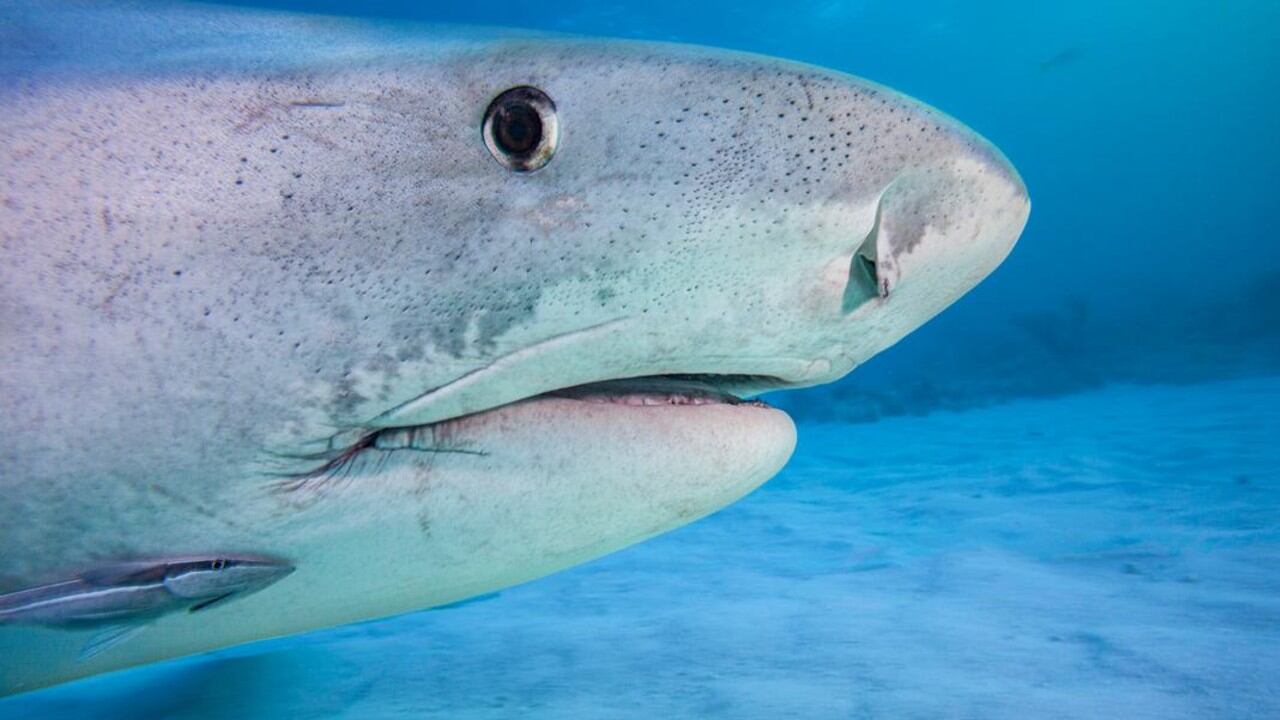 Científicos del Instituto de Cabo Eleuthera analizaron sangre de 85 tiburones en Bahamas.