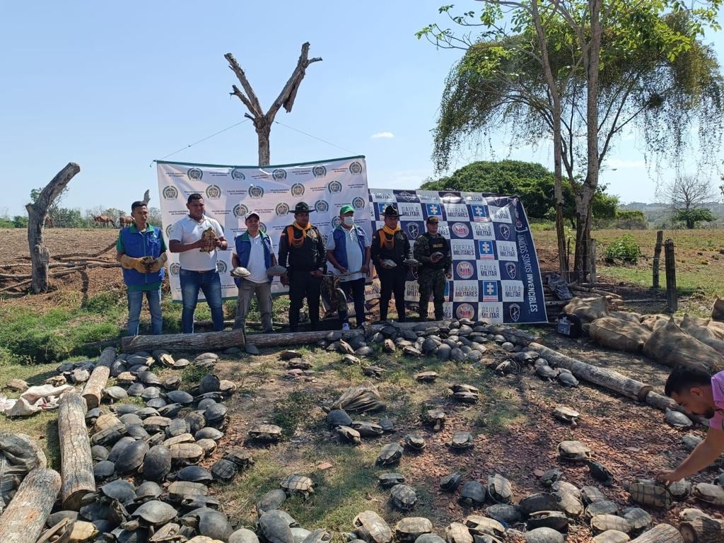 Rescatan a 1.300 tortugas  y 200 iguanas que serían destinadas a consumo humano