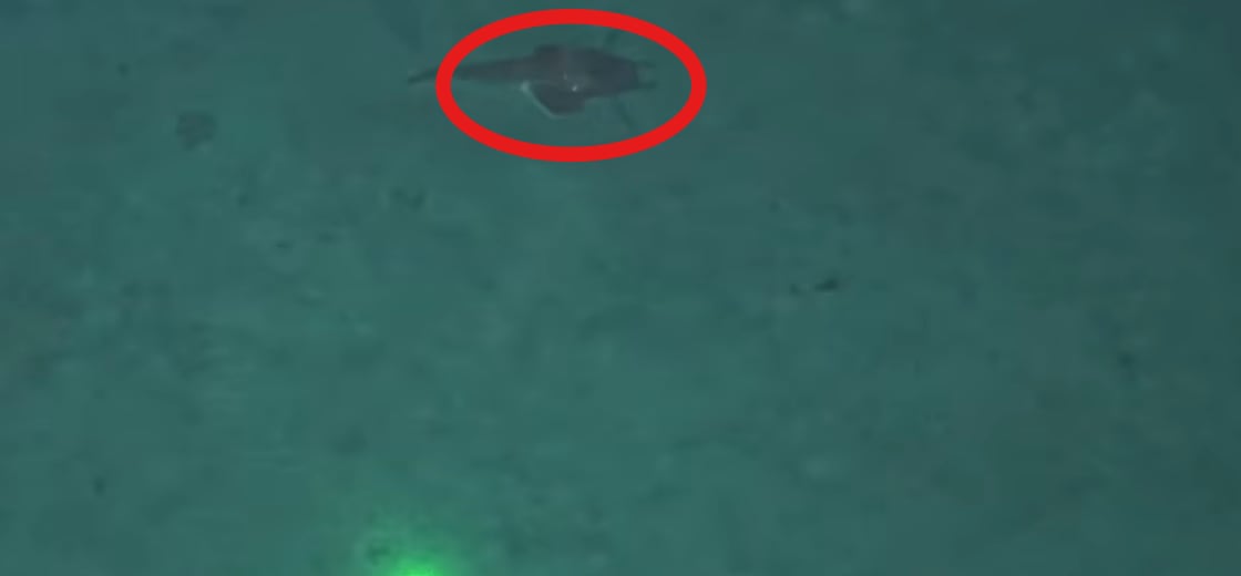 La especie sorprendió por una forma de moverse que hasta ahora no había sido registrada.