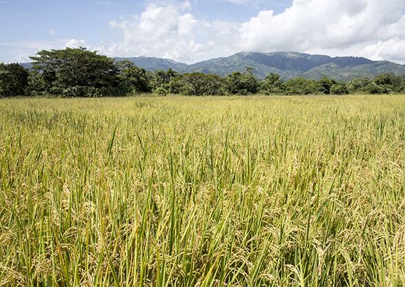 Agricultura Tolima Huila
