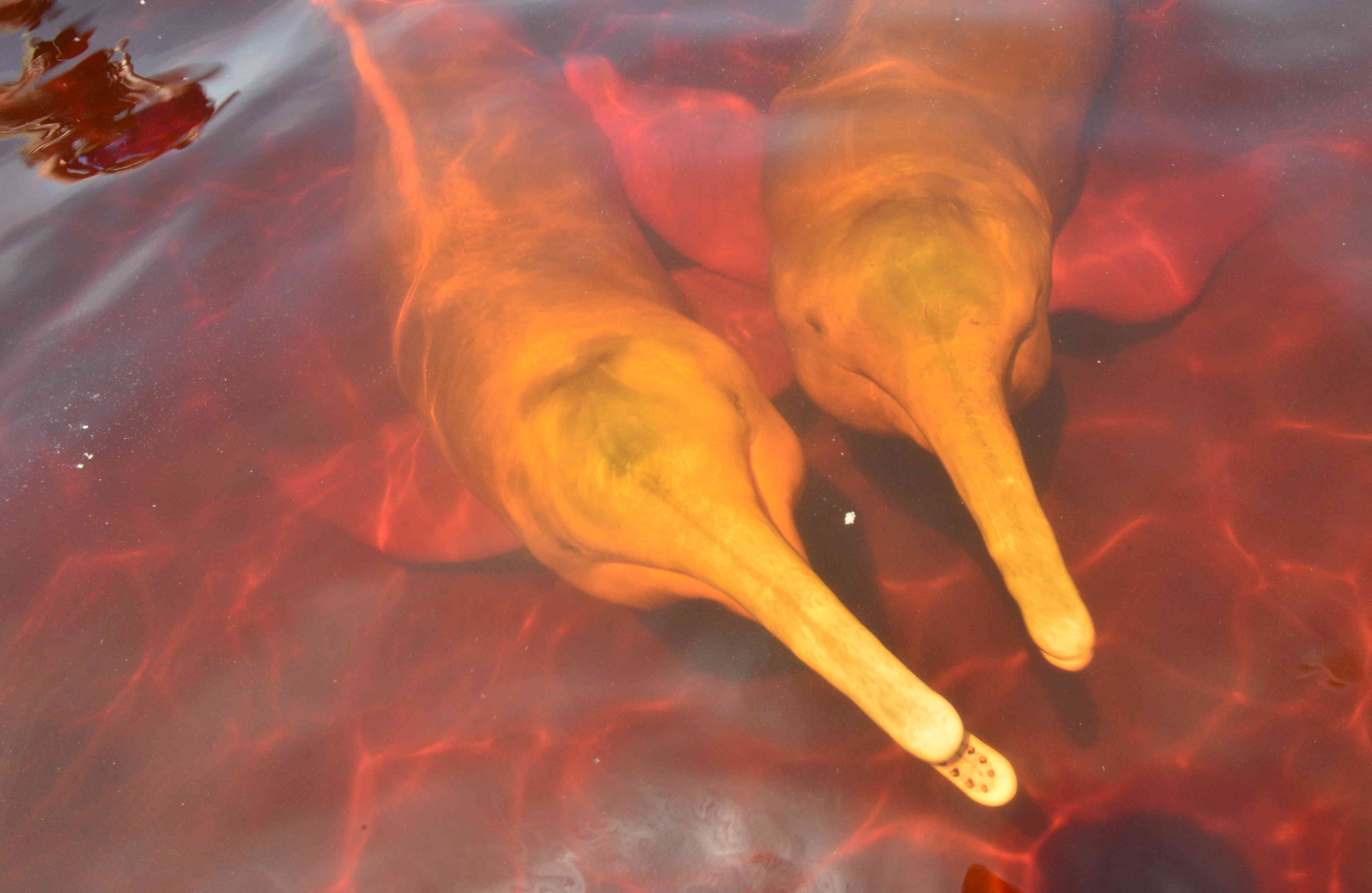 “Los delfines son increíbles, en todas esas fotos en que estamos con ellos es porque se nos acercaban entre las tomas. Estábamos muy sorprendidos porque, a pesar de que sabíamos que son muy inteligentes, son animales salvajes en un ambiente salvaje sin contacto con las personas”