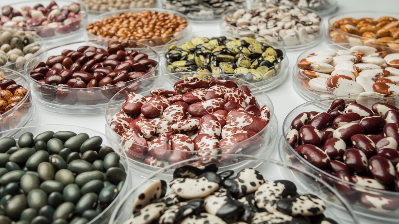 Semilla del futuro Ciat