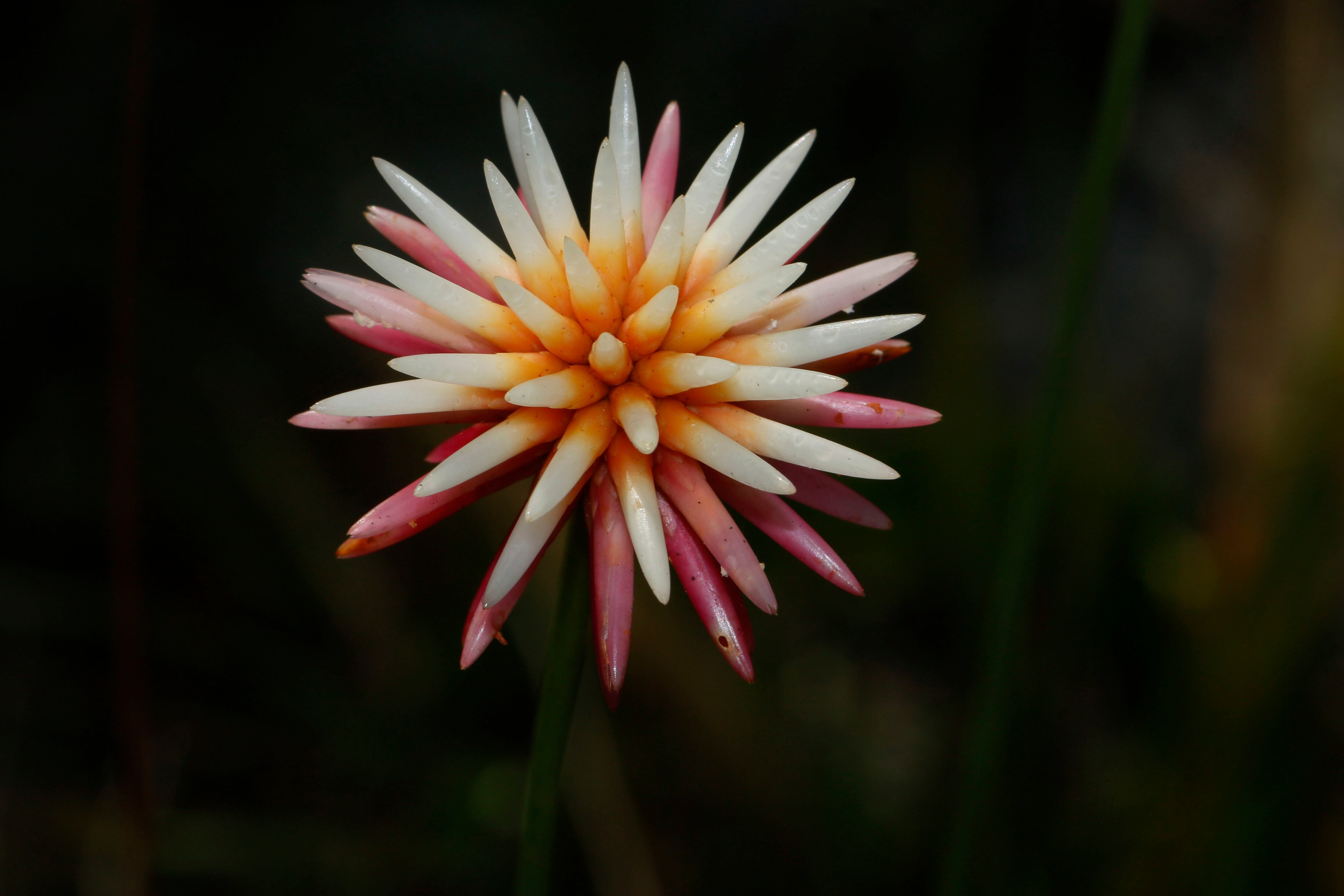 Biodiversidad de Guainía