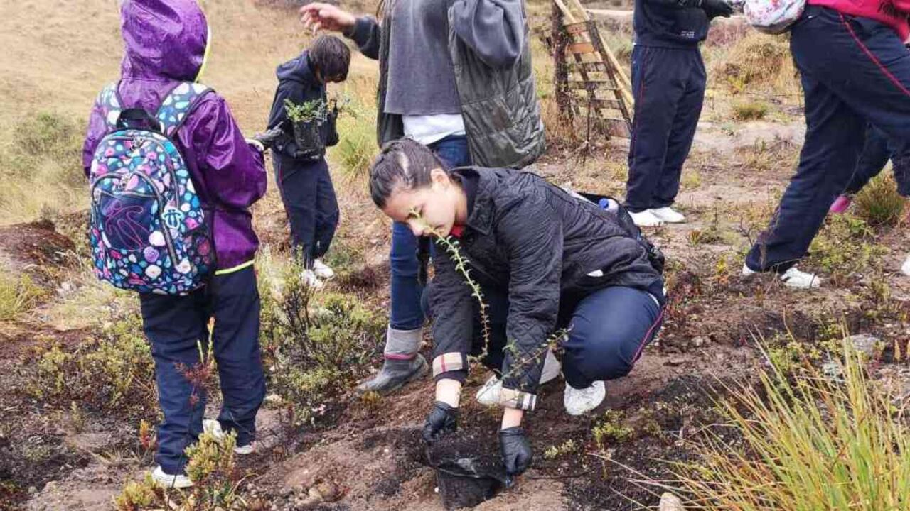 La siembra de árboles podría llegar a mitigar los nocivos efectos del calentamiento global, según estudio. Foto: archivo/Semana.