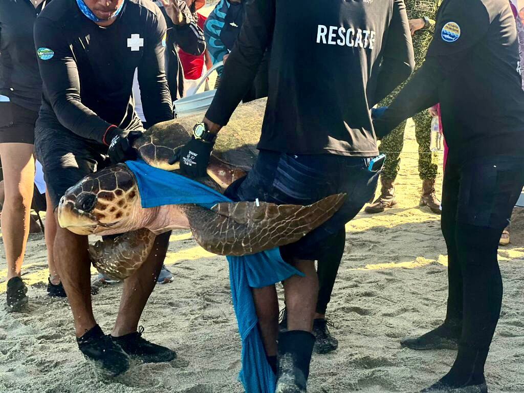 El objetivo de colocar este dispositivo en una hembra adulta de tortuga Carey es localizar sitios importantes para su conservación.