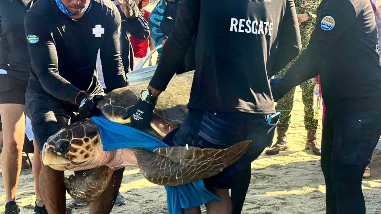 El objetivo de colocar este dispositivo en una hembra adulta de tortuga Carey es localizar sitios importantes para su conservación.