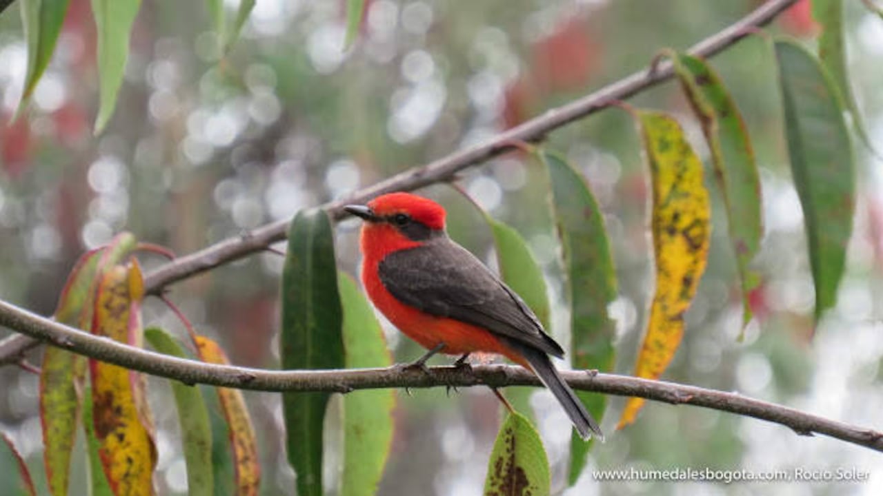 Las aves han retornado a Bogotá debido a la reducción del ruido en las calles. Foto: Humedales Bogotá.