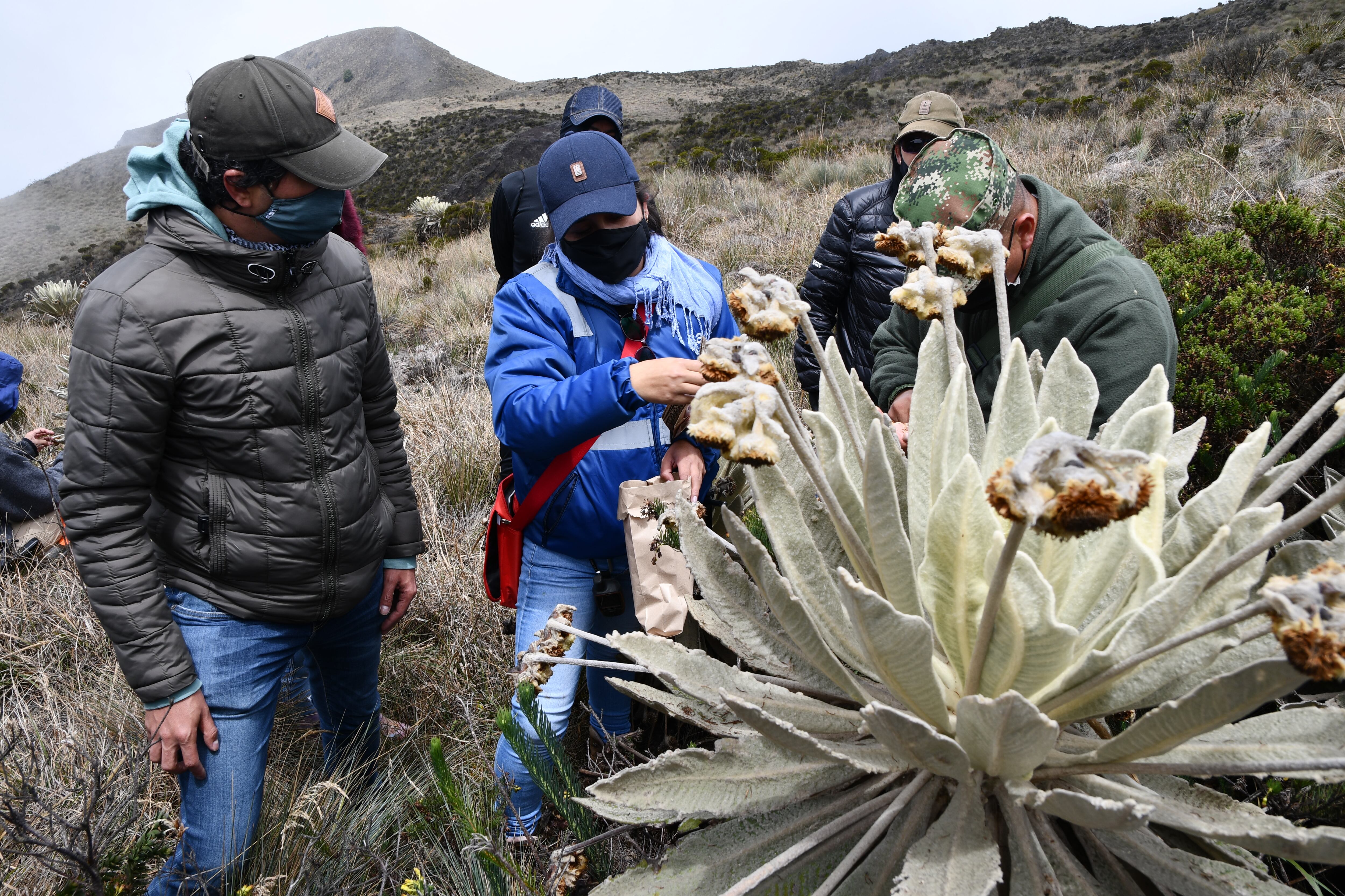 El cultivo de las especies en los viveros se hace a partir de semillas y esquejes que se recogen en el campo.