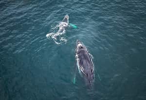Cientos de turistas visitan el territorio para contemplar a los mamíferos marinos que llegan desde la Antártida a tener sus crías en las tibias aguas del Pacífico colombiano.