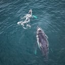 Cientos de turistas visitan el territorio para contemplar a los mamíferos marinos que llegan desde la Antártida a tener sus crías en las tibias aguas del Pacífico colombiano.