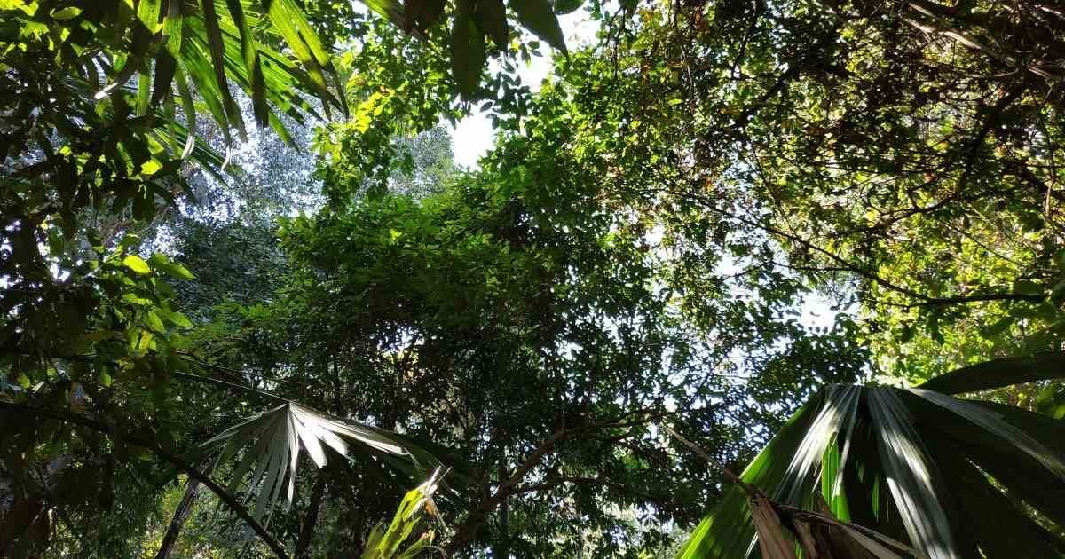 En Colombia no hay más de un millón de hectáreas habitadas por bosque seco tropical. Es el ecosistema más amenazado del país. Foto: Jhon Barros.