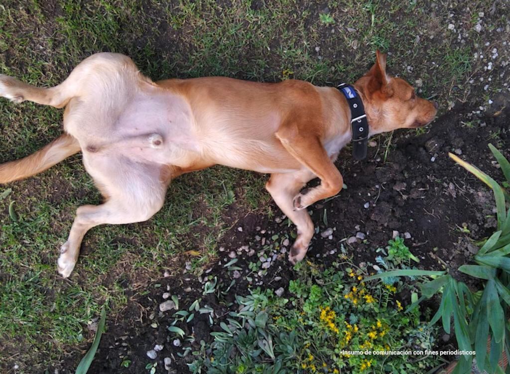 Actualmente, Canelo goza de buena salud.