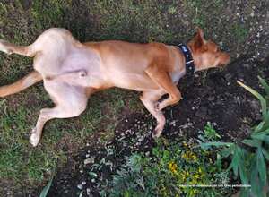 Actualmente, Canelo goza de buena salud.