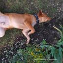 Actualmente, Canelo goza de buena salud.