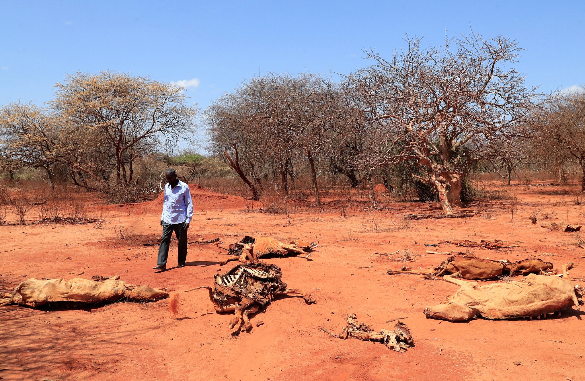 En imágenes : Kenia enfrenta una crisis de hambre mientras la sequía acaba con el ganado