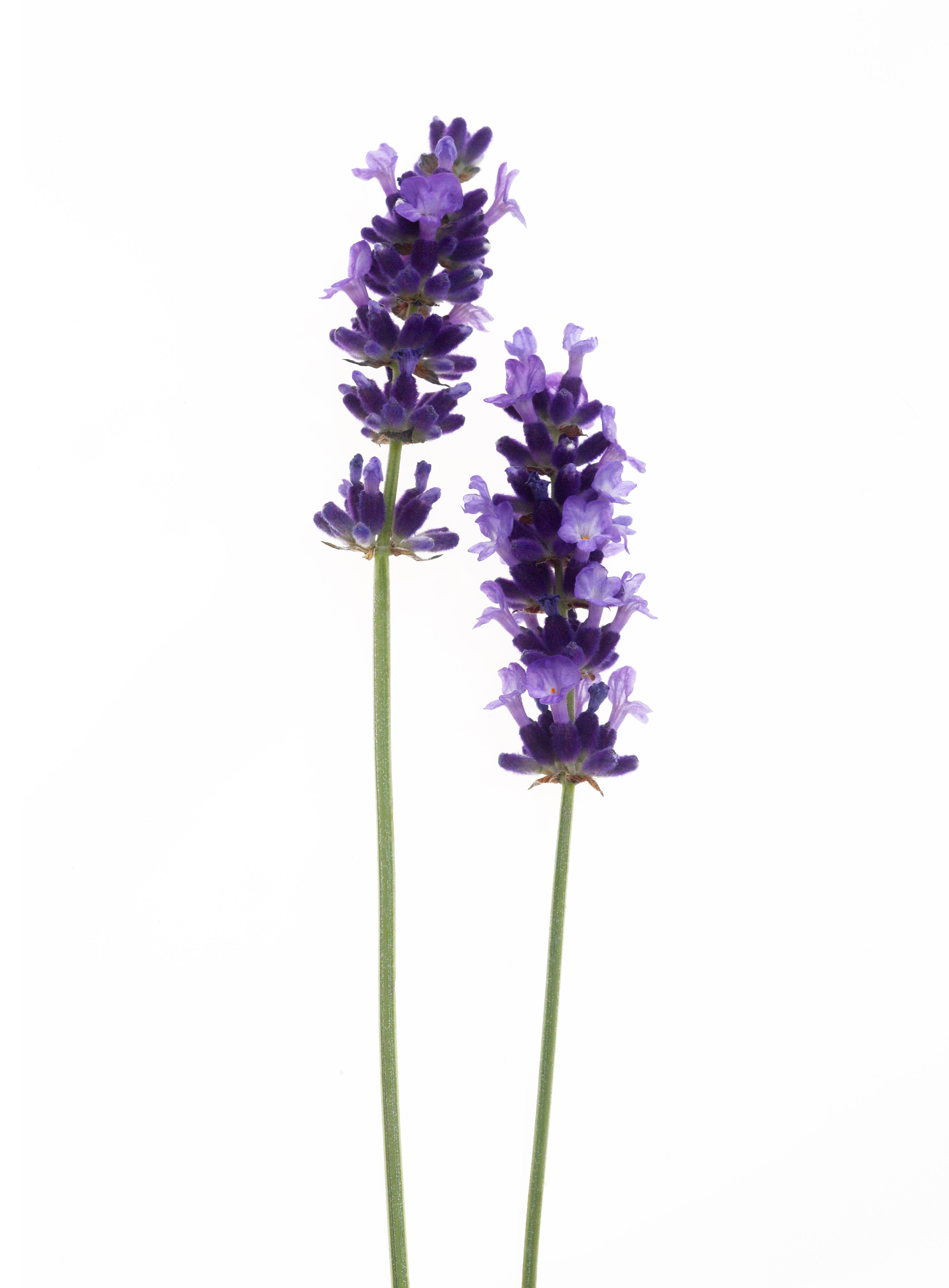 Lavanda