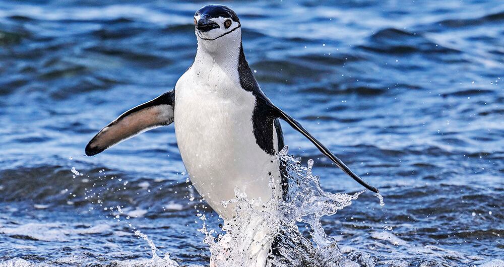 El mundo necesitala COP16 _1