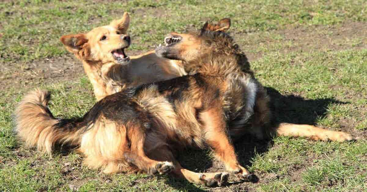 Los perros que habitan en la calle no pidieron estar allí, por eso es importante ser benevolentes con estos animales. 