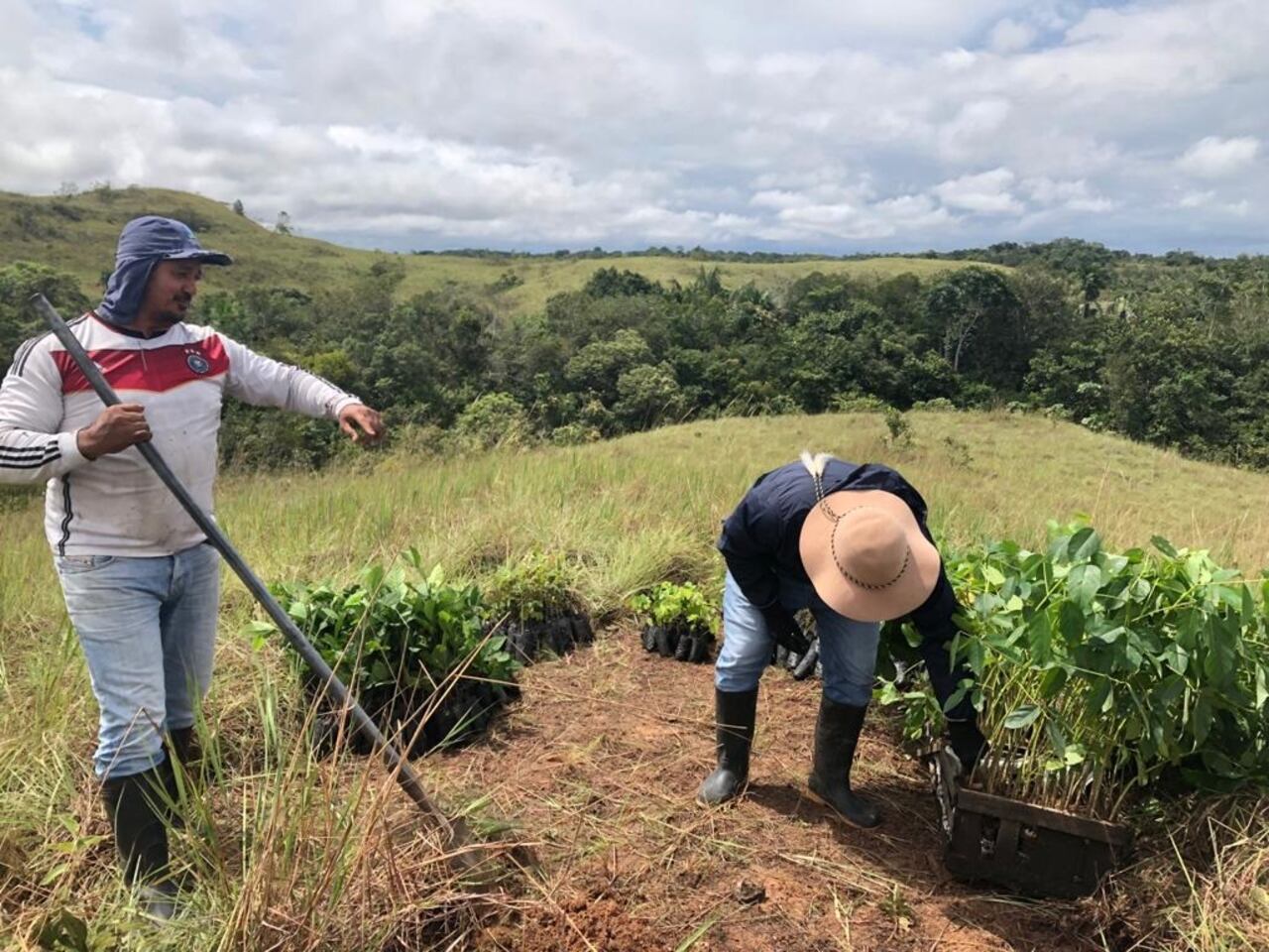 Siembra de árboles en el Meta