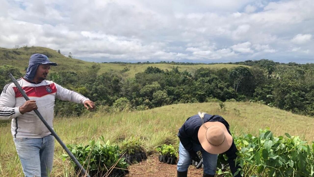 Rafaela Cortés, la gobernadora del Meta, aseguró que en el departamento están trabajando en mitigar el impacto de la deforestación causada por la industria de hidrocarburos. En Puerto Gaitán, por ejemplo, lideran proyectos para generar cultivos sostenibles que impulsen la transición energética y apoyen la economía local.