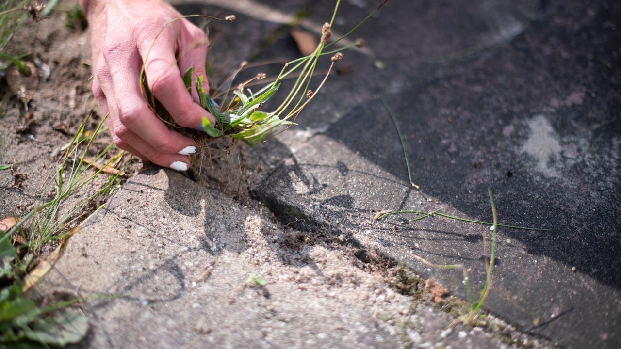 Generalmente las malas hierbas crecen en cultivos y jardines.