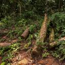 DEFORESTACION.
DEPARTAMENTO DEL GUAVIARE.
JULIO 29 DE 2017.
FOTO: JUAN CARLOS SIERRA-REVISTA SEMANA.