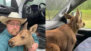 El hombre vio al alce deambulando cuando regresaba del trabajo.