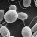 3. Vender esperma: Los bancos de fertilidad reciben donaciones o, a cambio, brindan unas “ayudas económicas”. Dicha colaboración puede estar por un precio desde los $15 mil por ‘pajilla’, así que puede ganar, incluso, hasta más de $800.000 al mes si ofrece más pajillas.