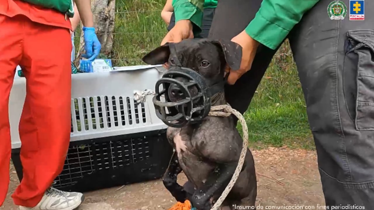 Encuentro internacional de pelea de perros en La Calera, Cundinamarca.