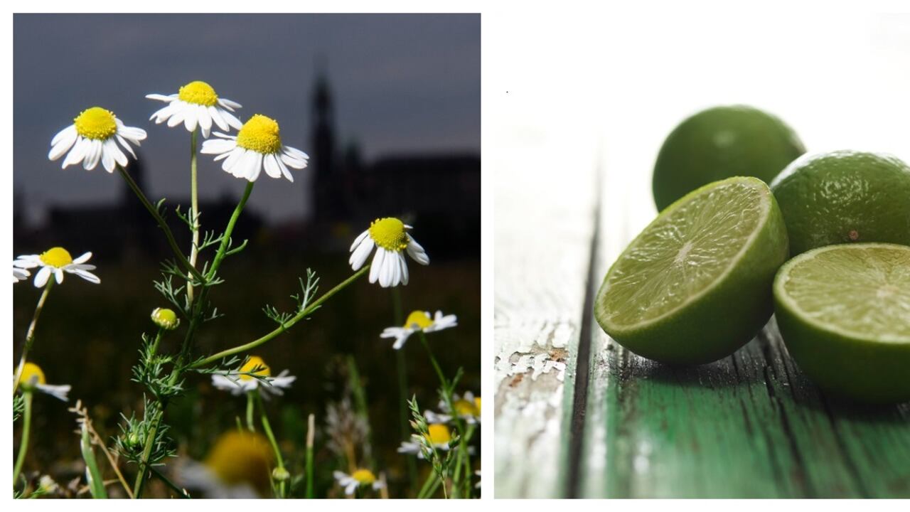 La infusión de manzanilla y limón es ideal para aliviar algunos malestares.